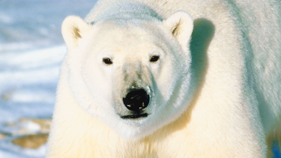 Polar Bear Attack Highlights Dangers Of Warming Arctic Weather polar-bear-attack-highlights-dangers-of-warming-arctic-weather