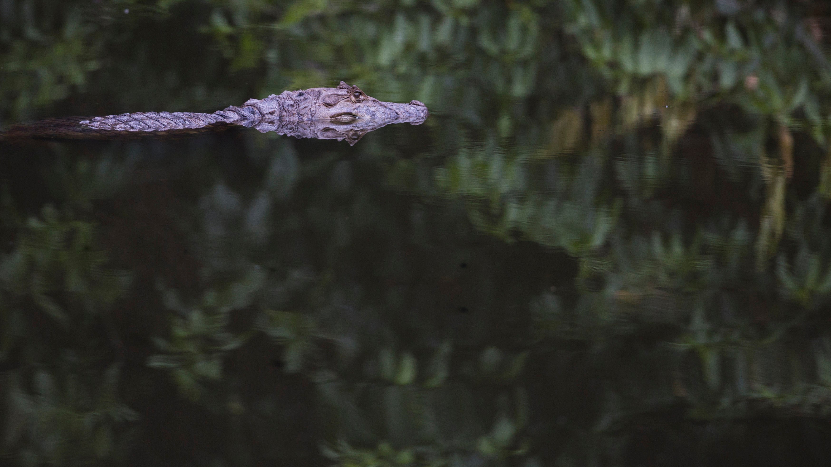 Caimanes En Rio Thousands of Caimans Live and Thrive in Urban Rio de Janeiro | Weather.com