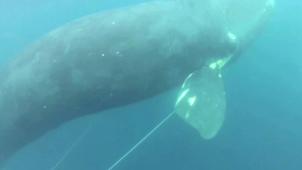 Fishermen Rescue Tangled Endangered Whale