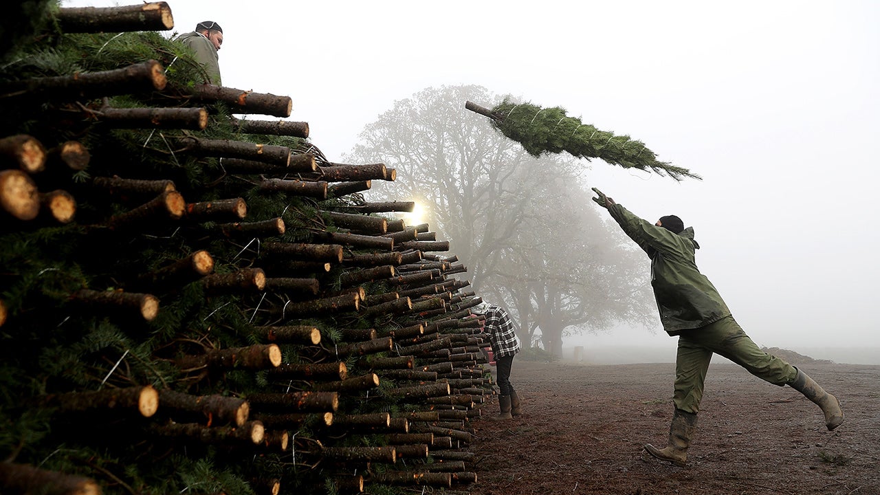 Behind the Scenes at a Christmas Tree Farm (PHOTOS)