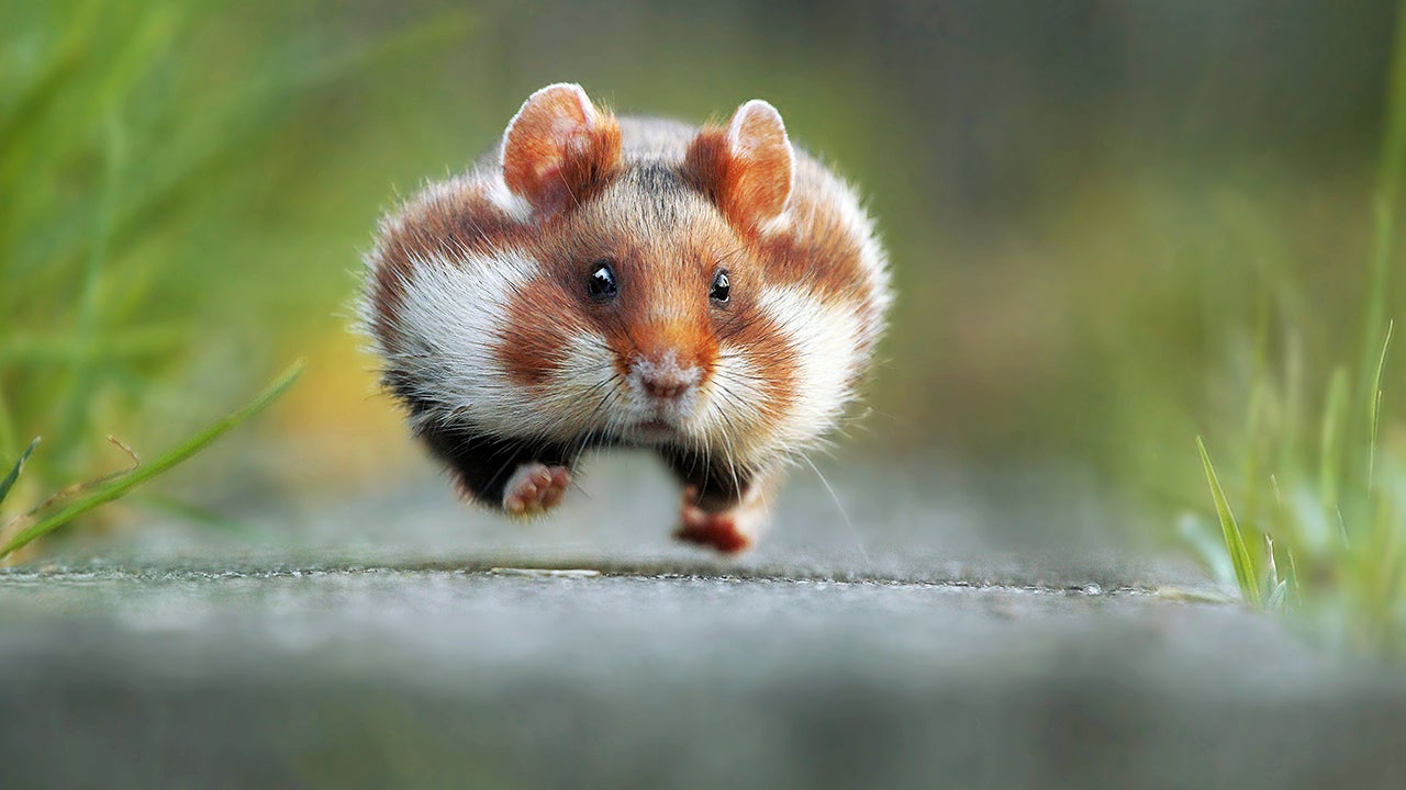 Funny Finalists from the 2015 Comedy Wildlife Photography Awards