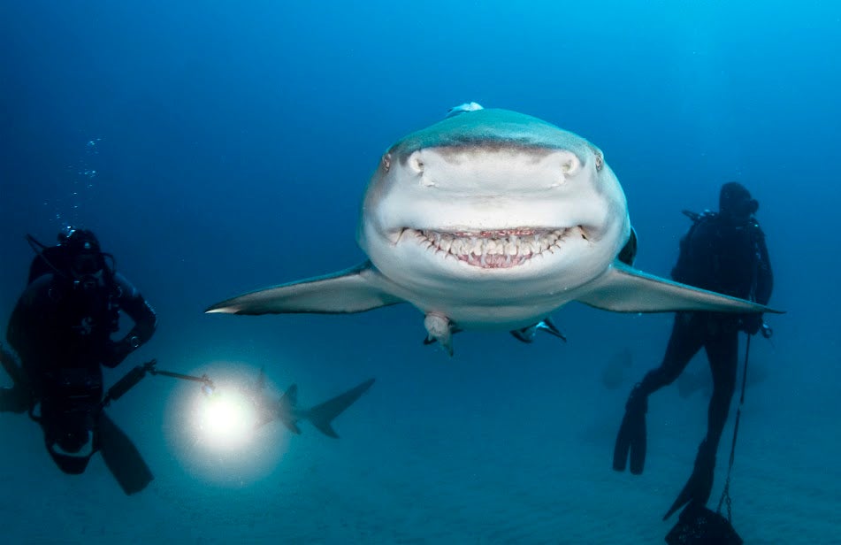 Internet Loves Smiling Shark, Reminiscent of Famous Movie Character ...