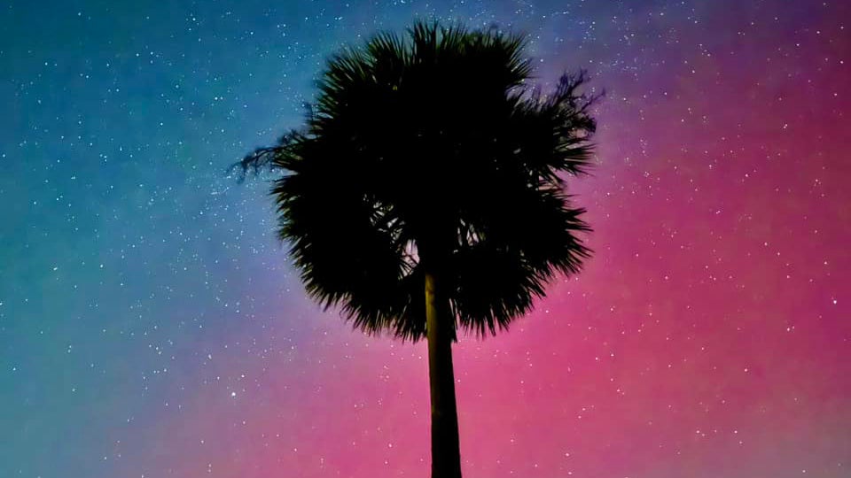 The aurora borealis is seen lighting the night sky up blue, green and pink behind a palm tree.