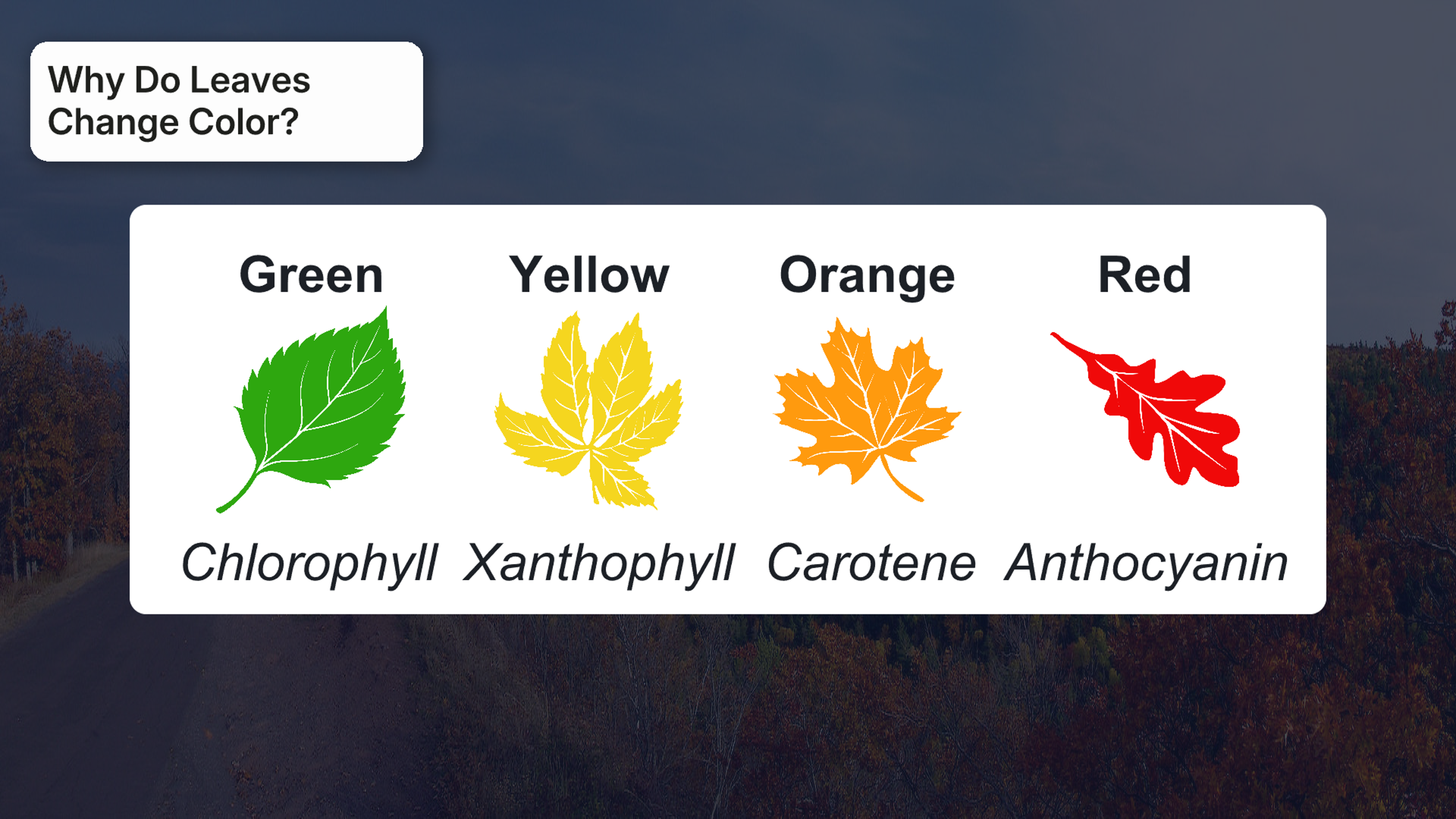 2025_why_do_leaves_change_color.png