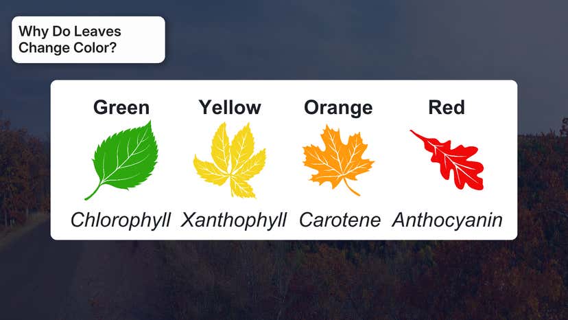 Fall Color Change Science Fall Leaves: The Science Behind The Seasonal Spectacle | Weather.com