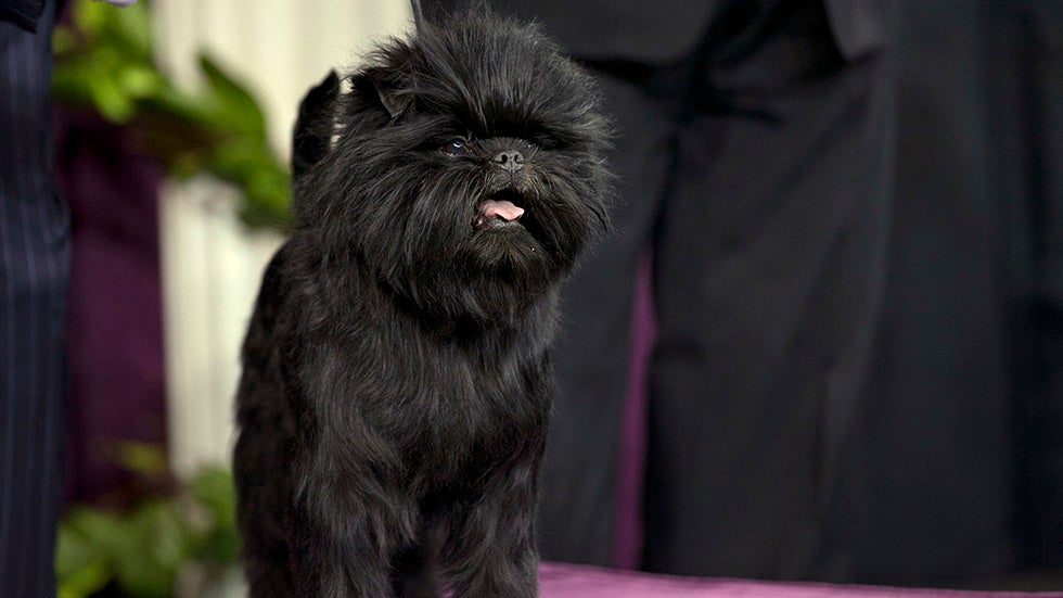 Westminster's Cutest Faces