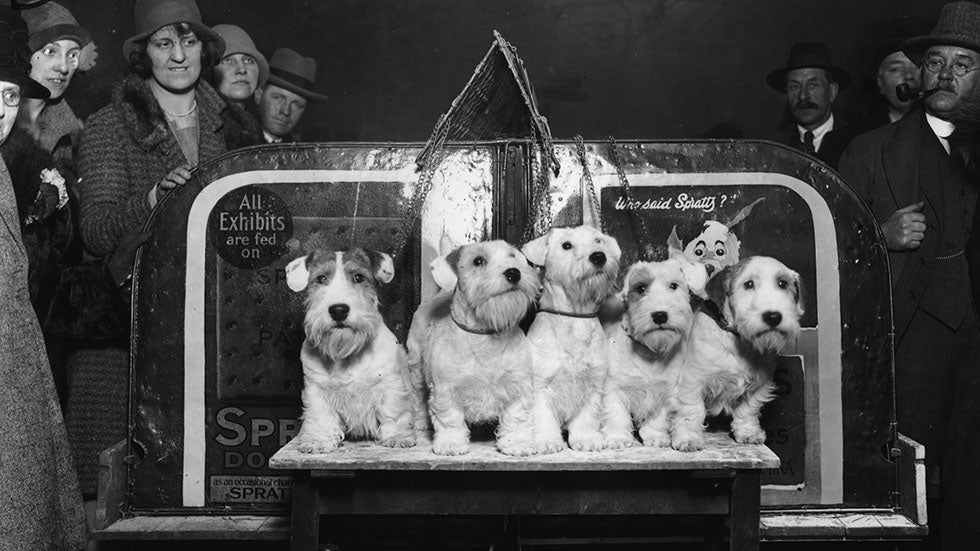 Old Photos of Adorable Dogs