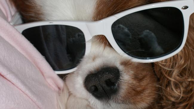Animals Wearing Sunglasses Is the Best Thing You'll See All Day