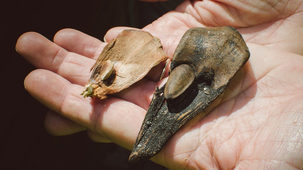 Fossil Of Ancient Fish With Massive Jaws Discovered In Colorado