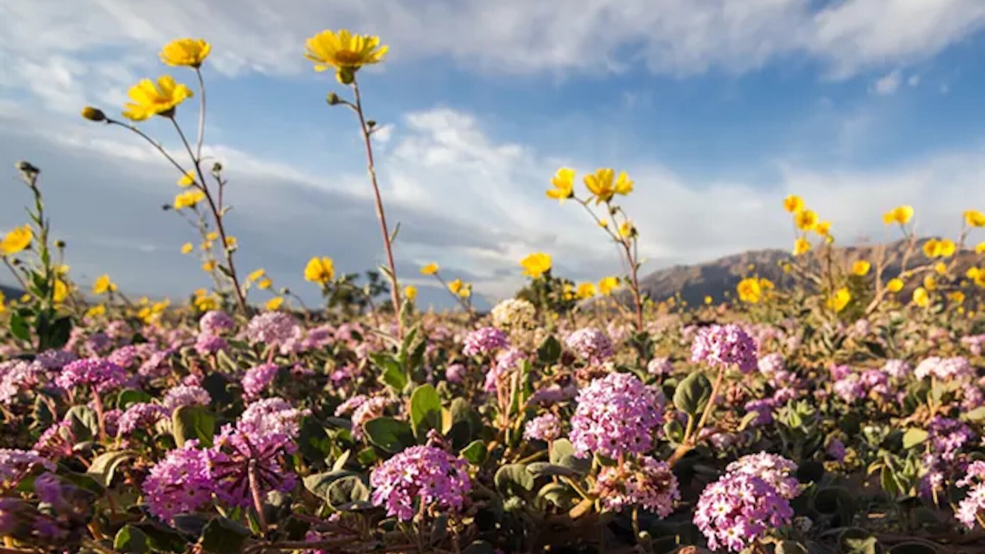 Death Valley Superblooms After Record Rainfall Transforms America's Driest Place Into Sea Of Color