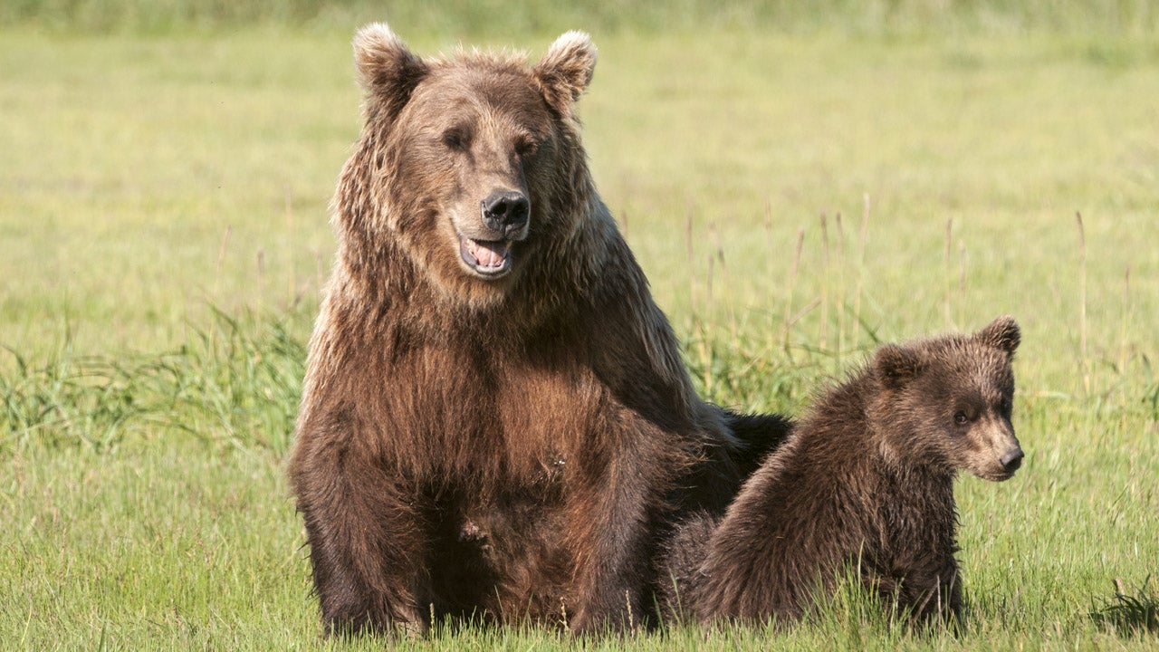 Jogger Miraculously Surives Bear Attack in Alaska 