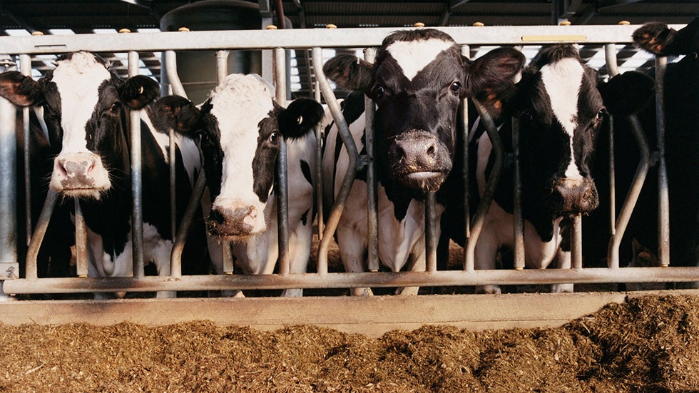 Thousands Carry Human Form of Mad Cow Disease | The Weather Channel