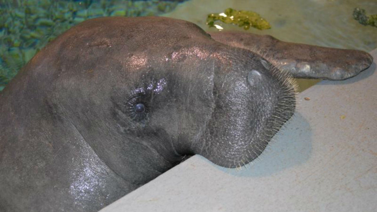 Snooty, the World's Oldest Manatee in Captivity, Has Died Following