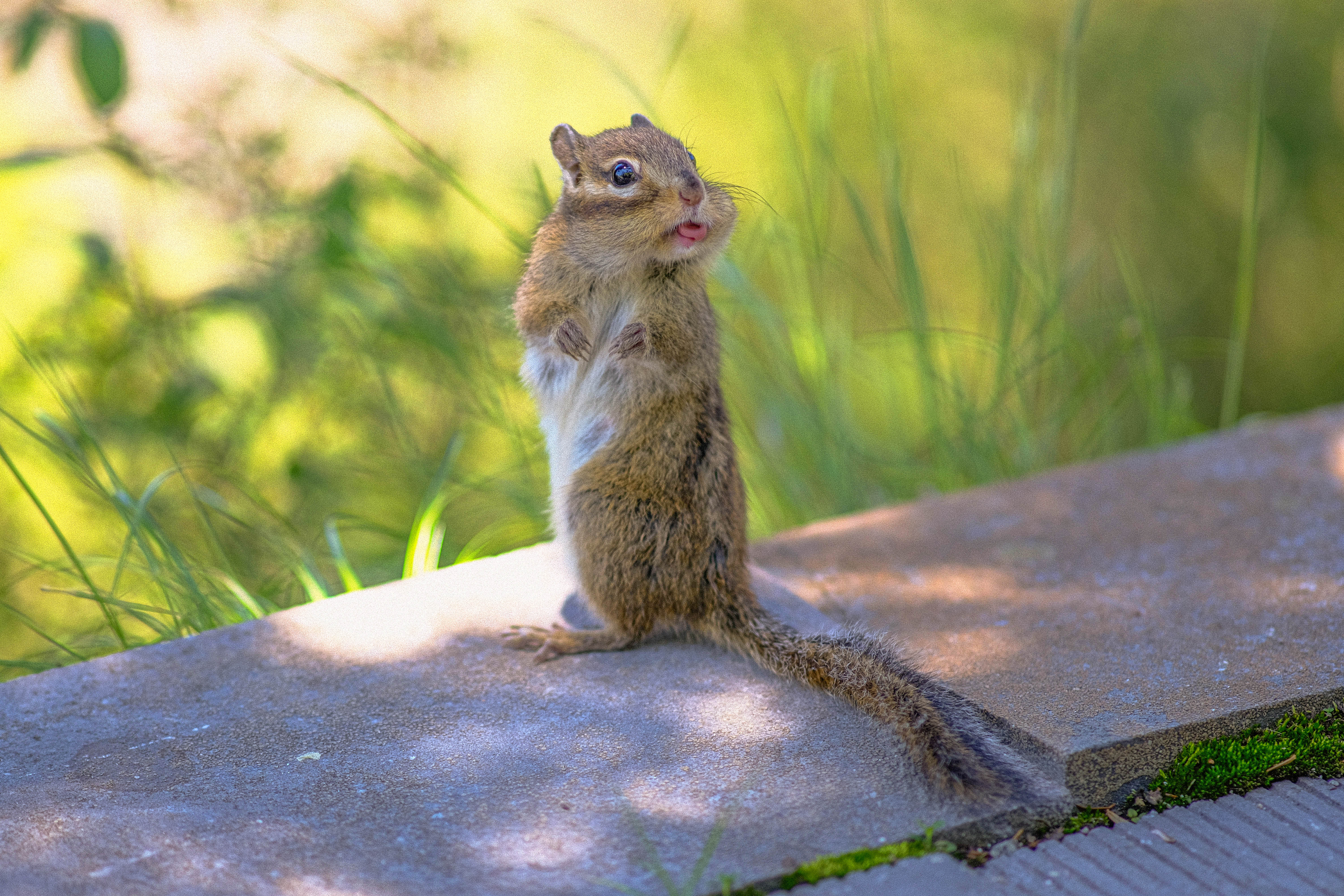Keep Squirrels, Chipmunks And Rabbits Out Of Your Spring Garden