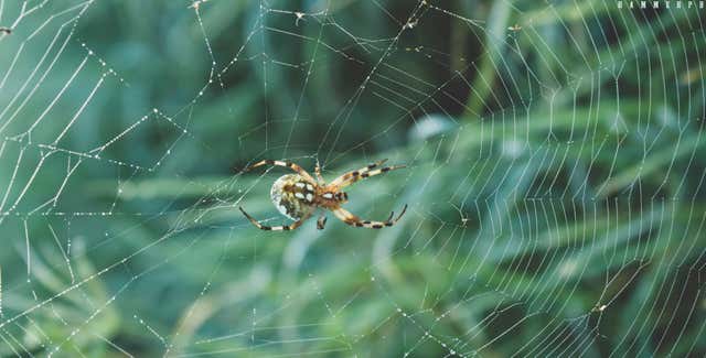 Fall s Bug Forecast Keeps Pests Around Longer Weather fall-s-bug-forecast-keeps-pests-around-longer-weather