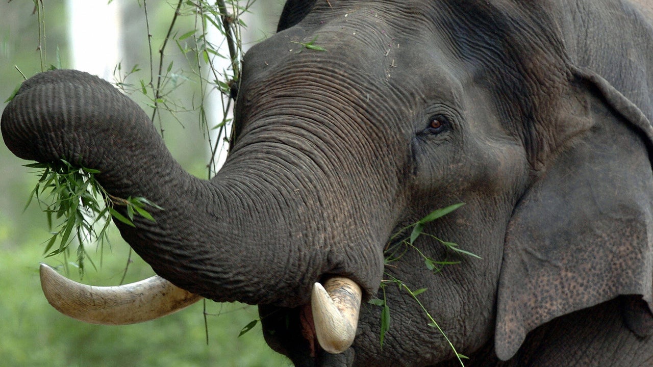 Ultimate Travel Destinations for Animal Lovers (PHOTOS)