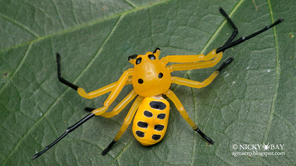 Rarely Seen Spiders of Singapore are Creepy and Beautiful The Weather