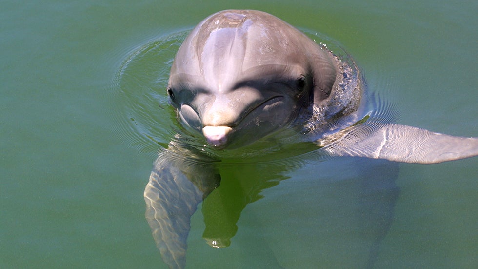 Dolphins Filmed Getting High on Puffer Fish The Weather Channel