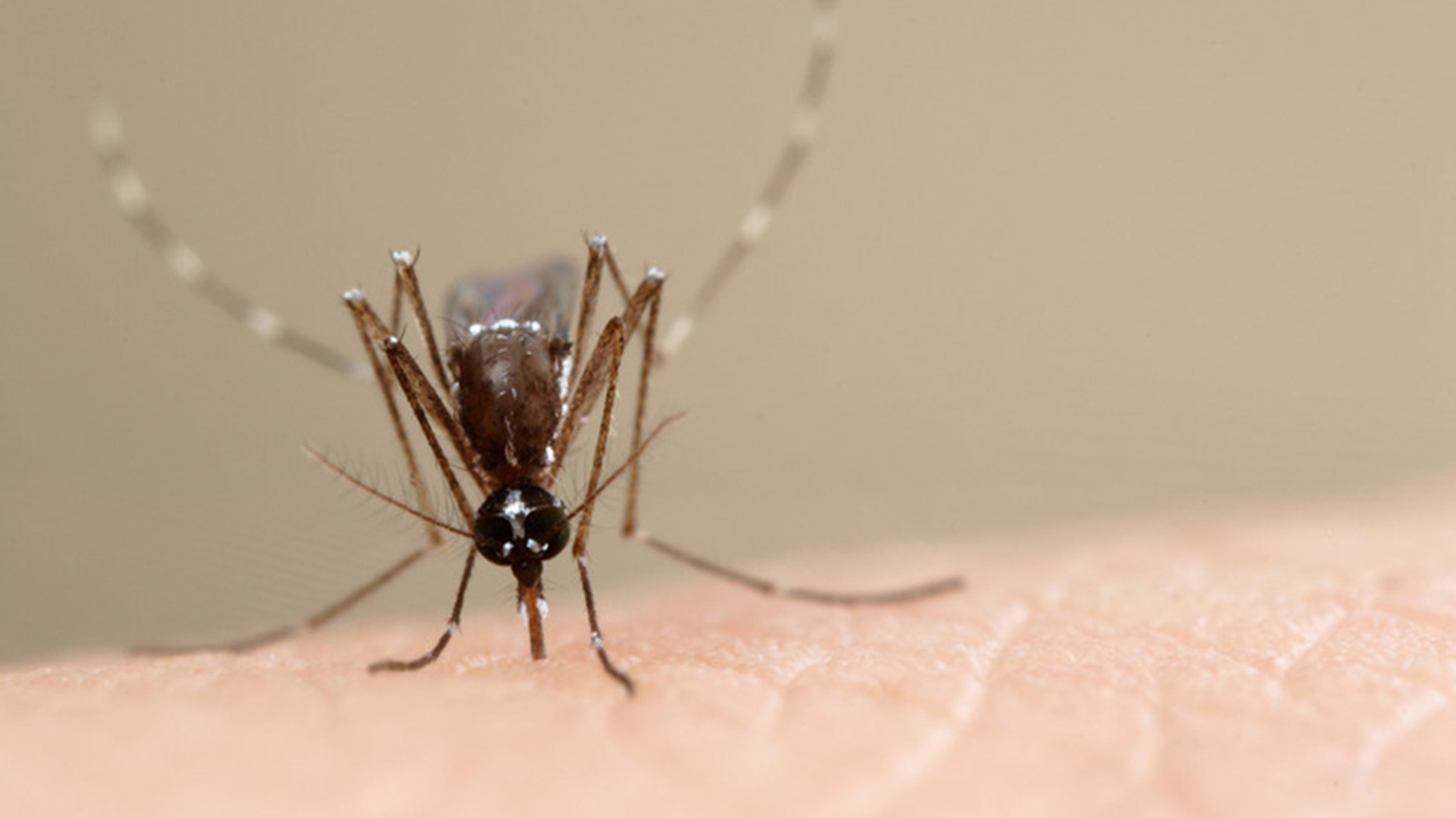 Ouch! Insect Bites and Stings Up-Close (PHOTOS) | The Weather Channel