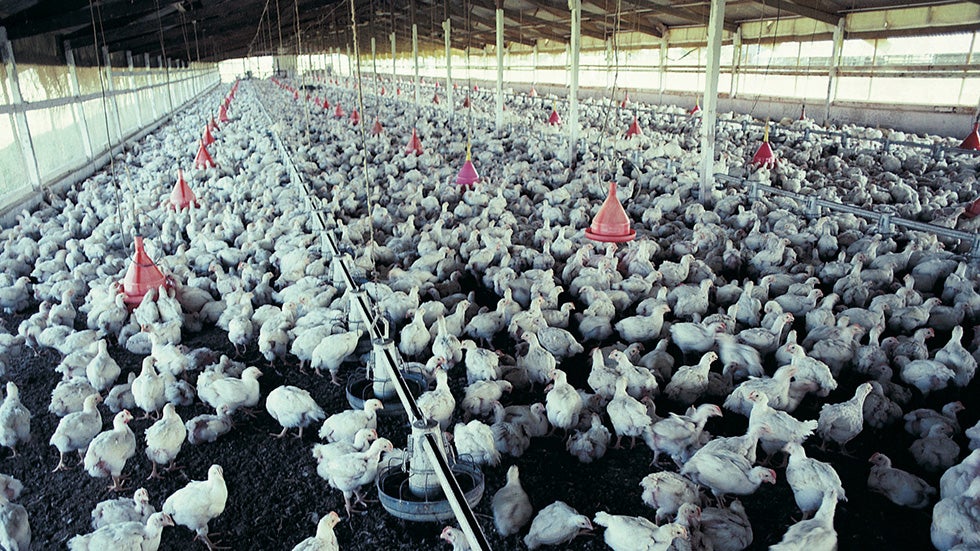 New Bird Flu Strain, H10N8, Kills First Human Victim