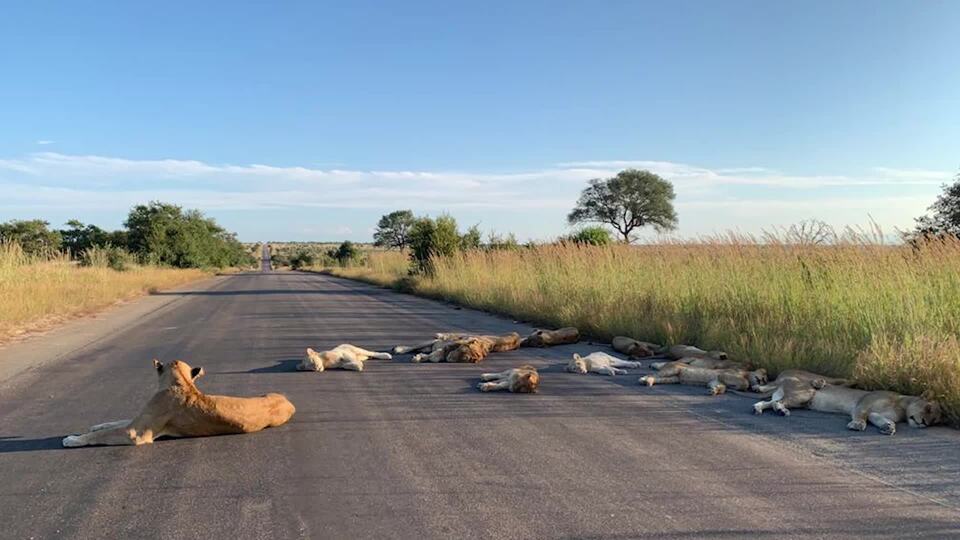 Lions Nap in the Middle of the Road in South Africa Park