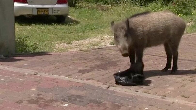 Wild Boars Invade Northern Israeli City