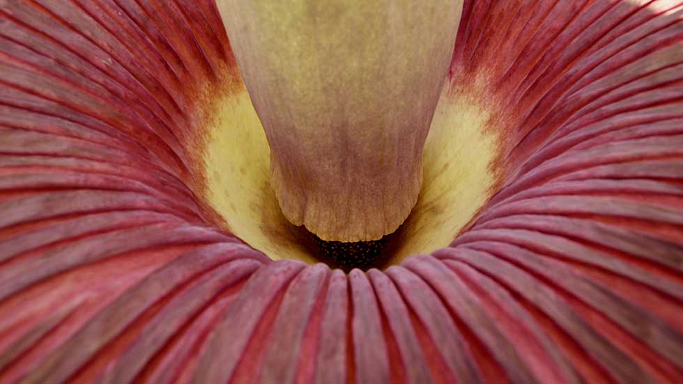 Rare Corpse Flowers, Which Smell Like Death, Blooming At Two U.S. Colleges