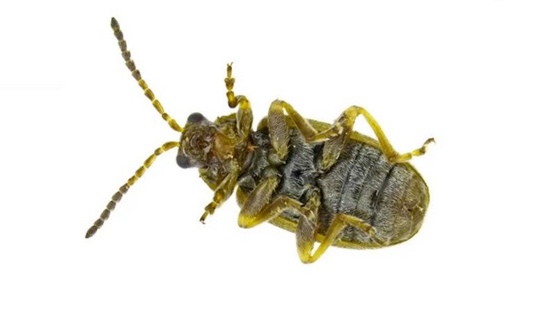 This Beetle Could Help Your Allergies. Here’s Why This Beetle Could Help Your Allergies. Here’s Why