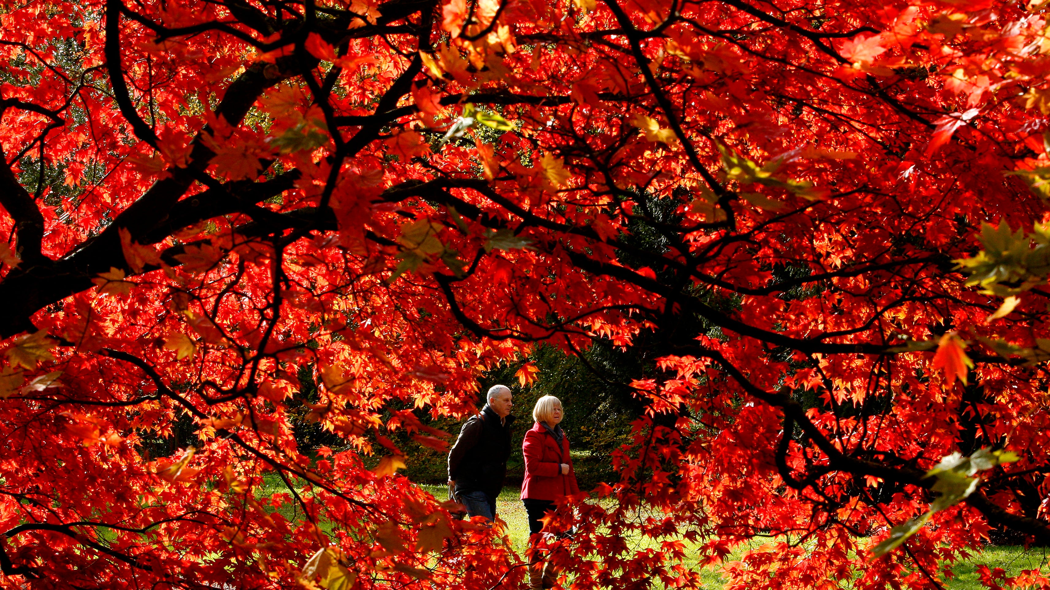 Westonbirt, The National Arboretum, Gloucestershire