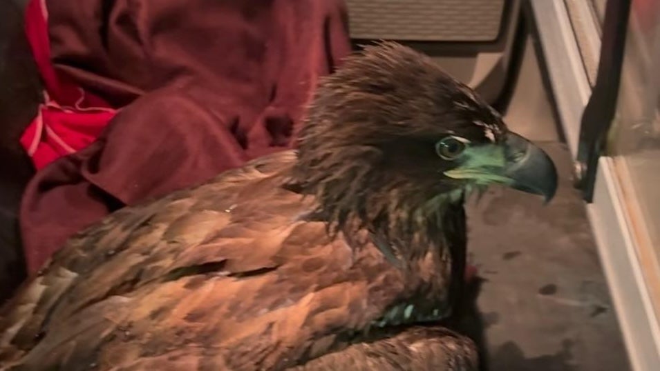 A frozen bald eagle was taken to an Alaskan police station to be fed, warmed up and then released back into the wild.