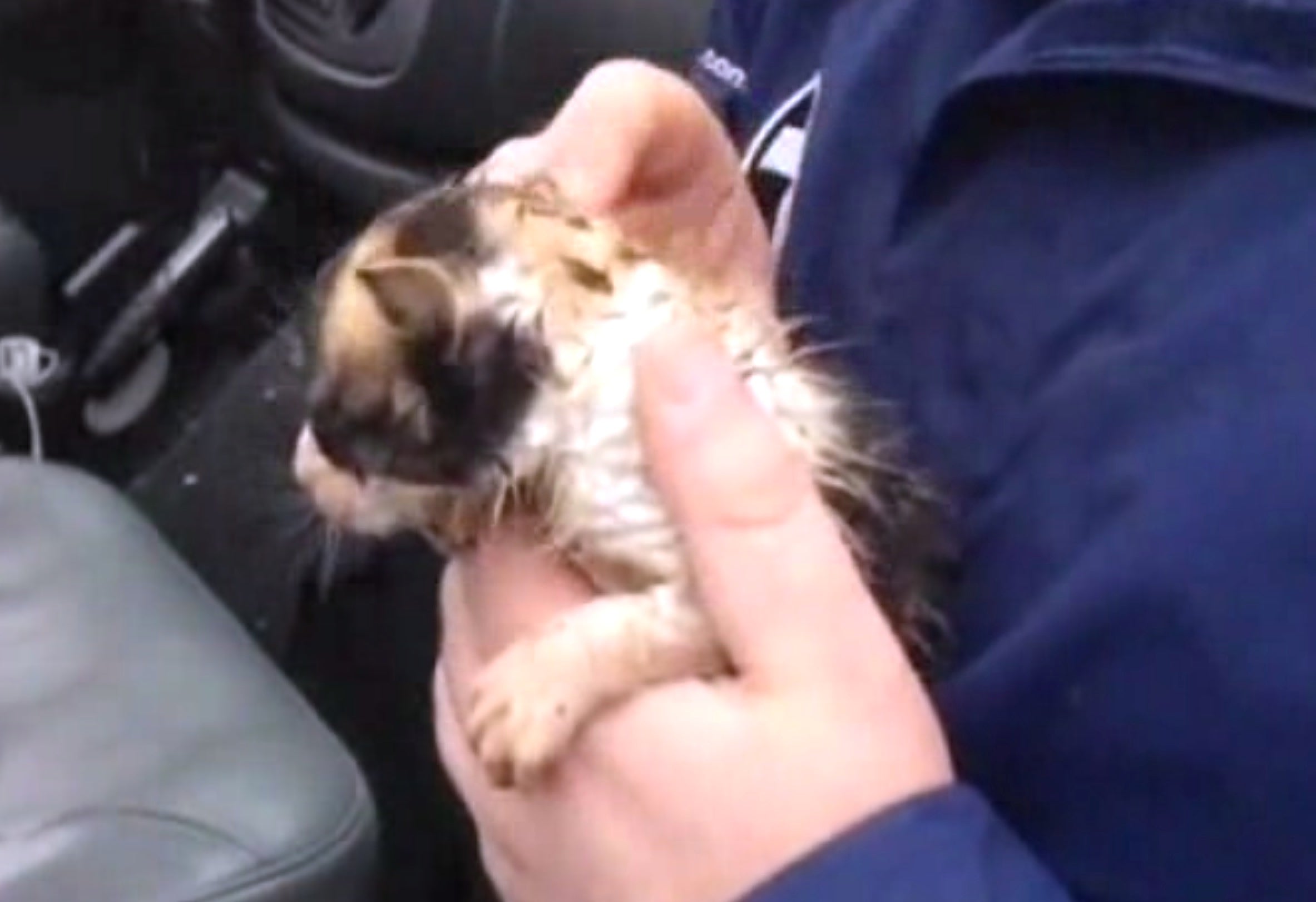 Three Kittens Pulled From Cedarville, Ohio, Tornado Debris   