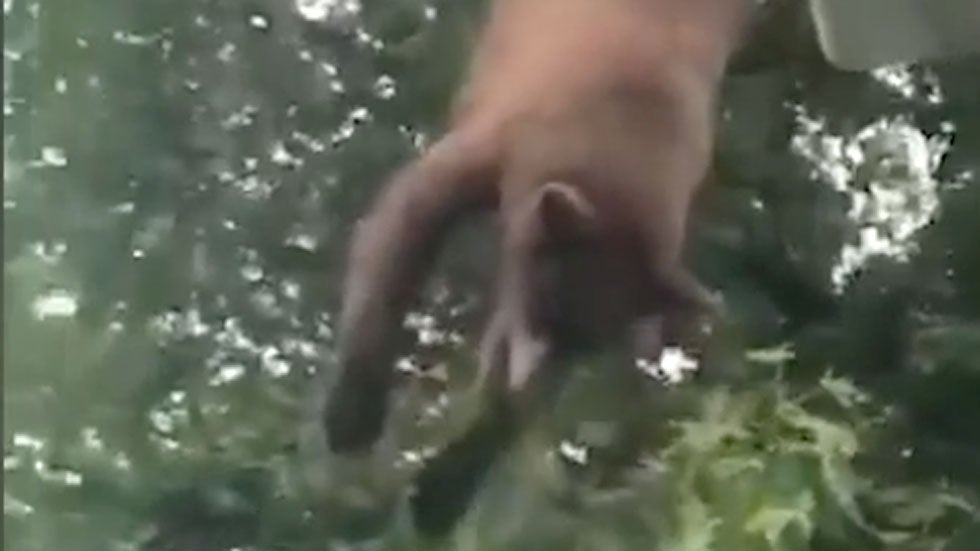 Rare Young Bear Rescued from Tree In Arkansas