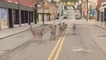 Deer Roam City Streets in Pennsylvania