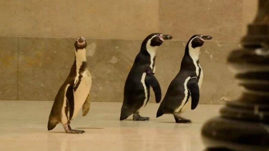 Penguins Take in Art During Coronavirus Shutdown
