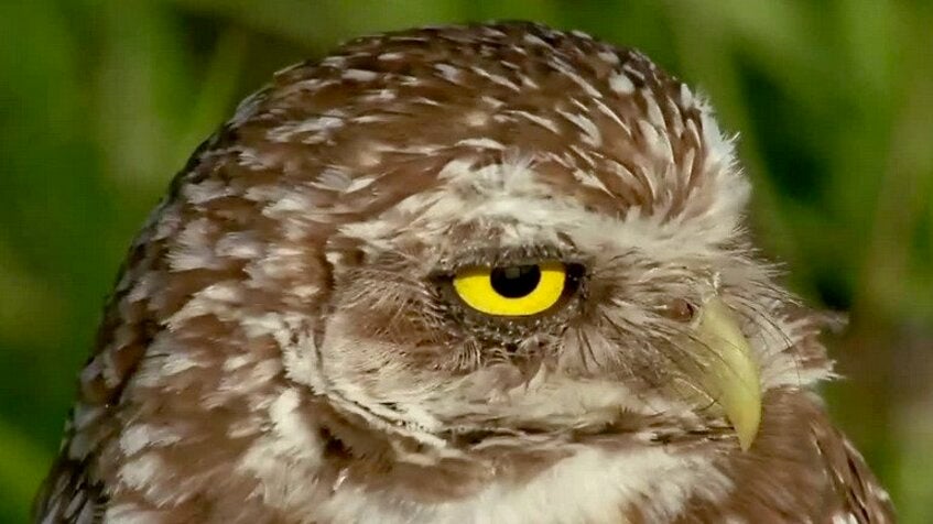 Microplastics Found in Florida Birds of Prey for First Time Microplastics Found in Florida Birds of Prey for First Time