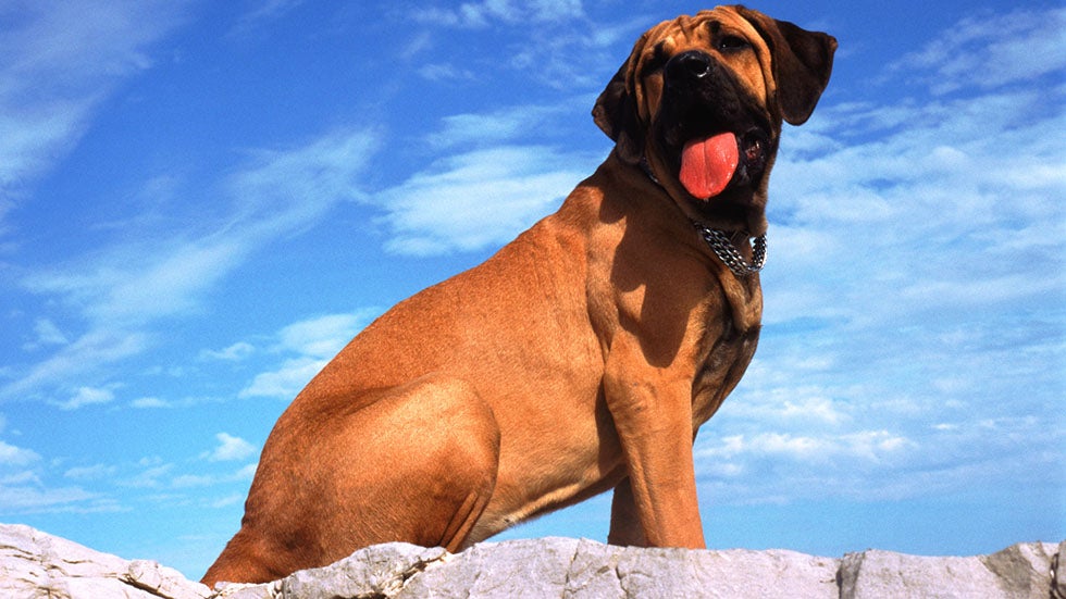 NeedtoKnow Rules for Hot Weather Pet Care The Weather Channel