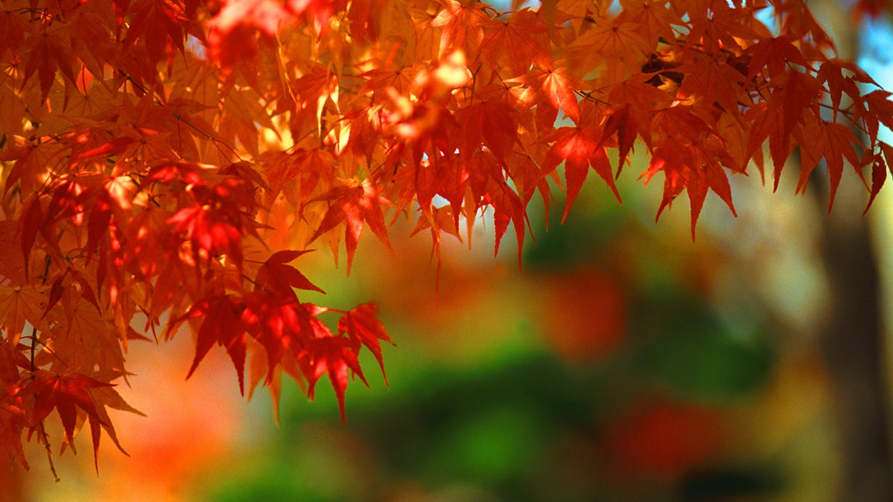 Is It a Cold or Fall Allergies?