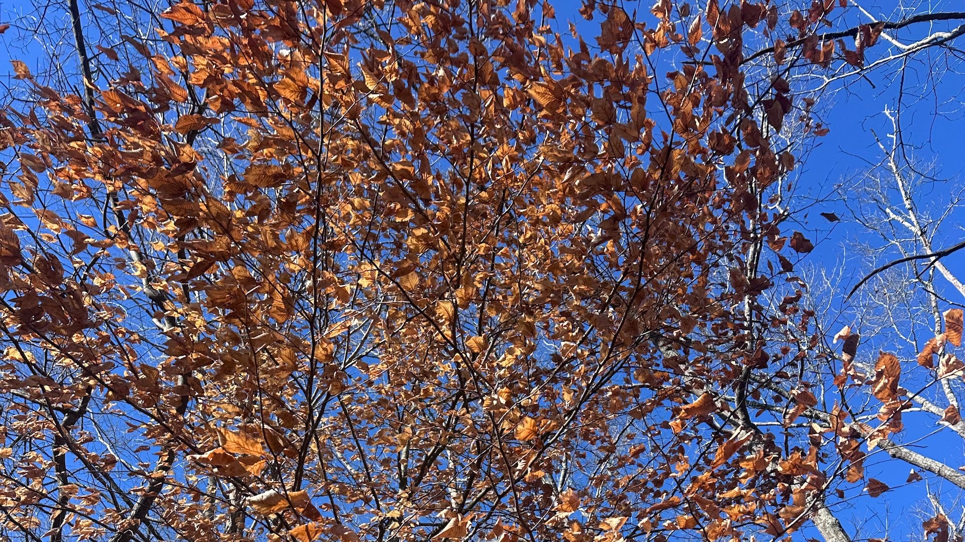 Weather Words: Leaf Marcescence