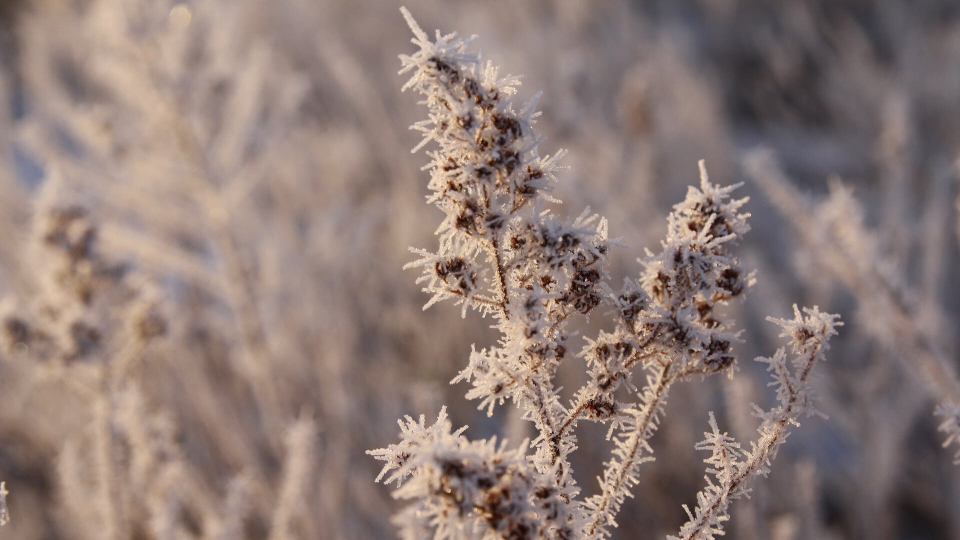 Weather Words: Rime Ice