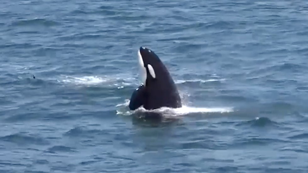 These Orcas All Have Lesions, Scientists &lsquo;Concerned&rsquo;
