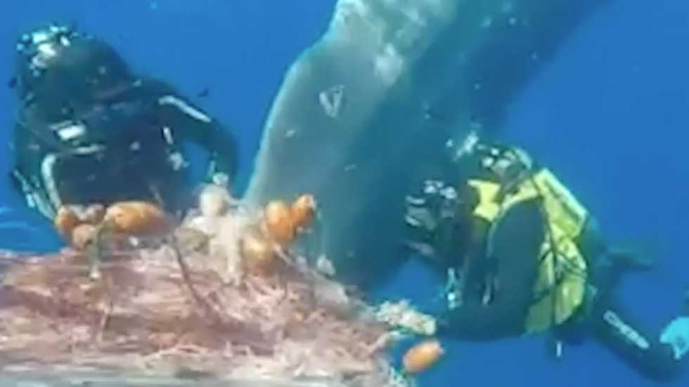 Italian Coast Guard Frees Sperm Whale from Net Italian Coast Guard Frees Sperm Whale from Net