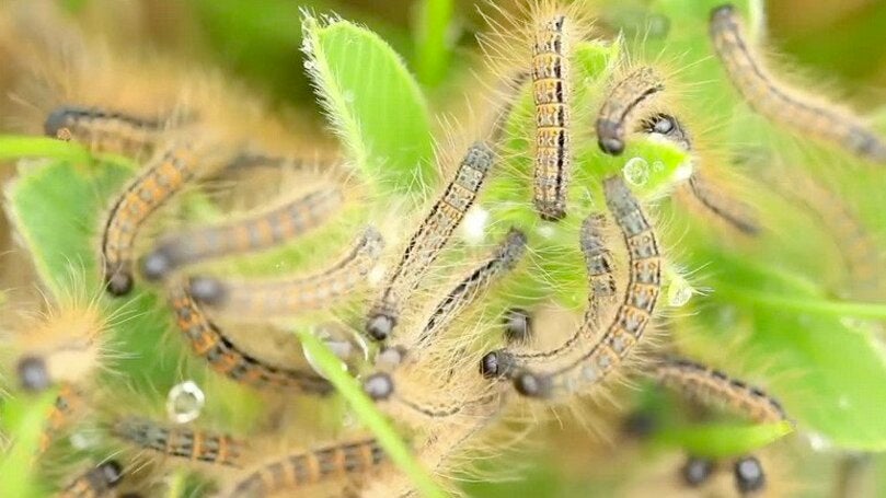 Gypsy Moth Caterpillars Strip Huge Swath of Trees in Days Gypsy Moth Caterpillars Strip Huge Swath of Trees in Days
