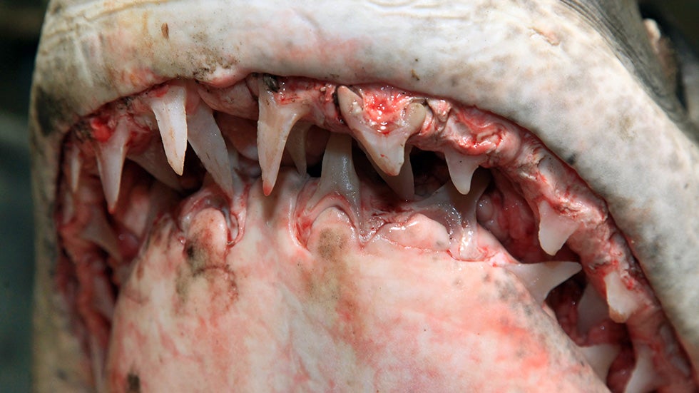 GIANT Mako Shark Could Break Records (PHOTOS)