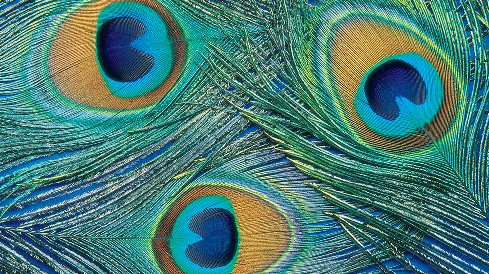 Biomimicry Eight Ways We've Copied Nature and Gained From It The