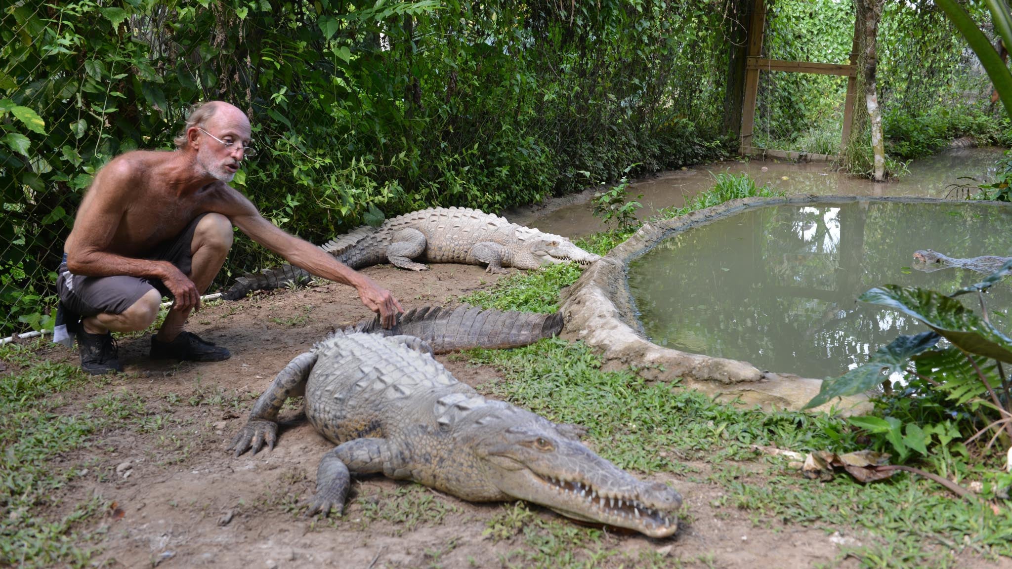 Crocodiles Disappearing as Dinner in Jamaica