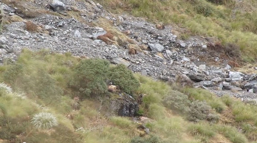 Watch These Hidden Bull Tahrs Come Out of Nowhere