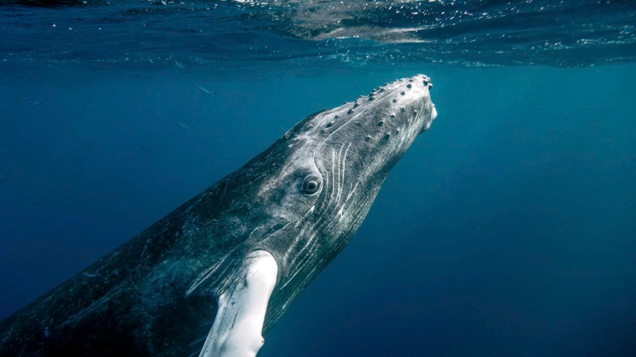 Best Places to See Wildlife from the Water (PHOTOS)
