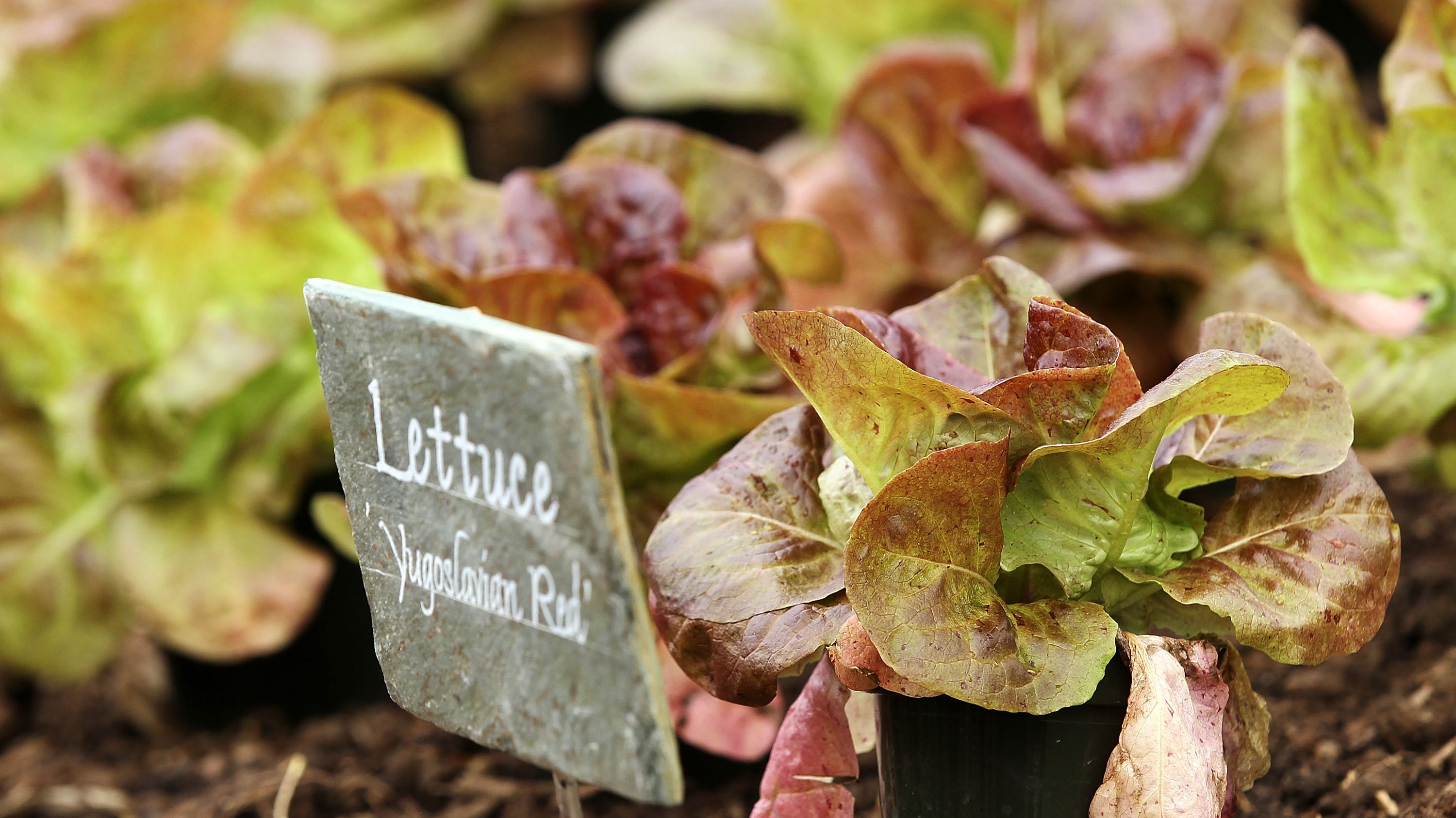 The Government Shutdown: Rotten Luck for the Famous White House Kitchen Garden