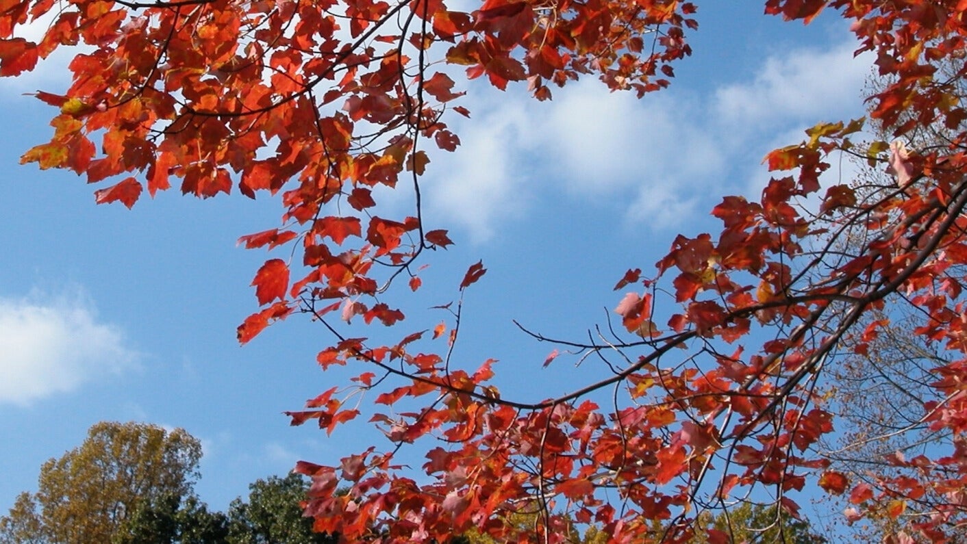 Weather Words: Anthocyanin