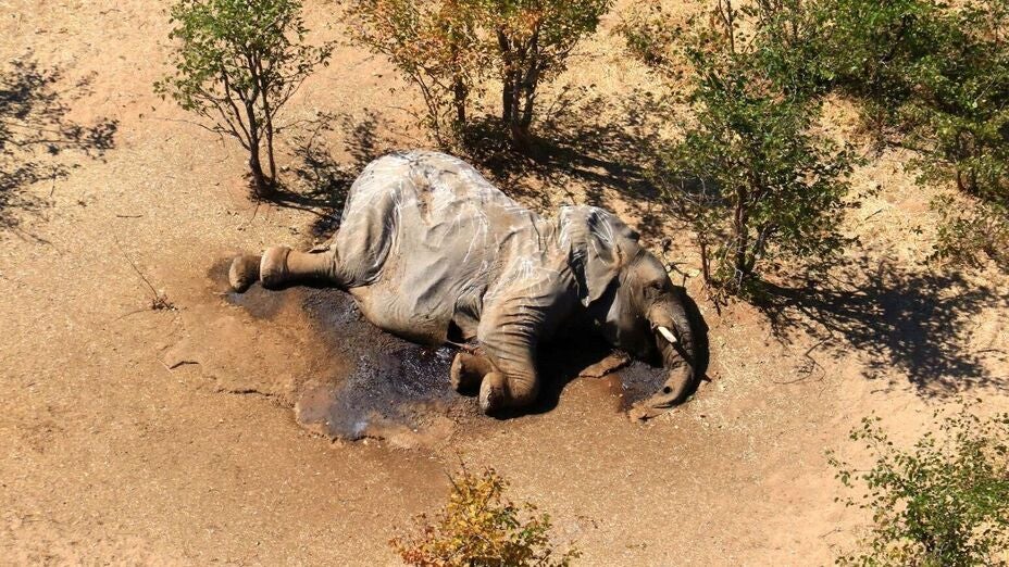 Hundreds of Elephants Found Dead of Mystery Illness in Botswana Hundreds of Elephants Found Dead of Mystery Illness in Botswana